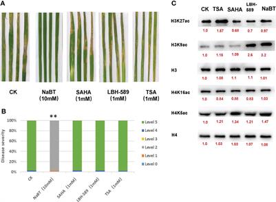 A histone deacetylase inhibitor enhances rice immunity by derepressing the expression of defense-related genes